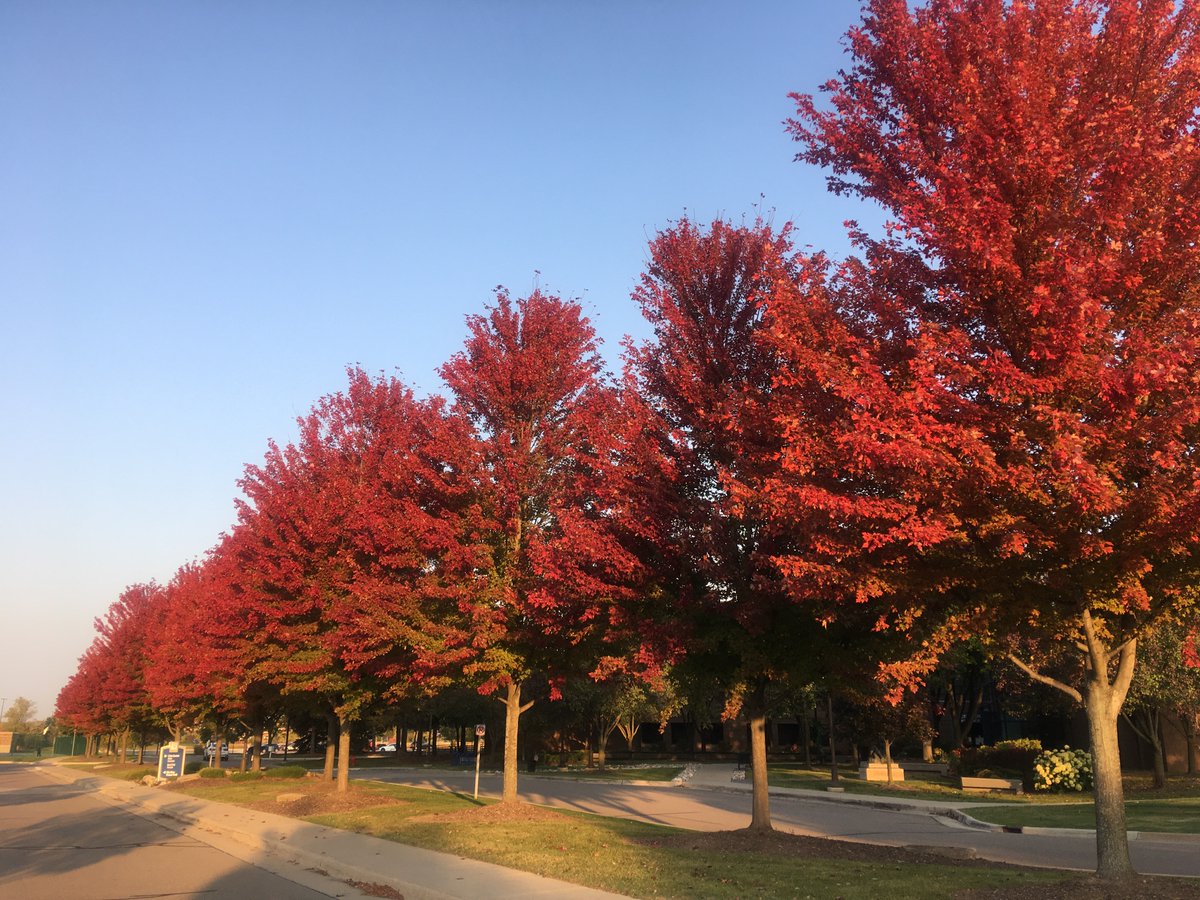 A beautiful view like this one outside the Novi Civic Center never gets old. 😍🍁 #Novi #FallColors #PureMichigan