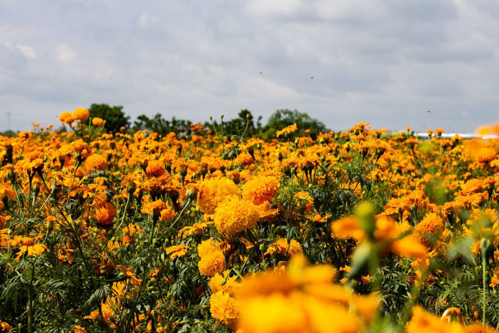 mexdesconocido's tweet image. Floridos campos cempasúchil te esperan en Puebla. Te contamos algunas cosas sobre esta flor tan típica de la temporada. buff.ly/2WvwSn0
