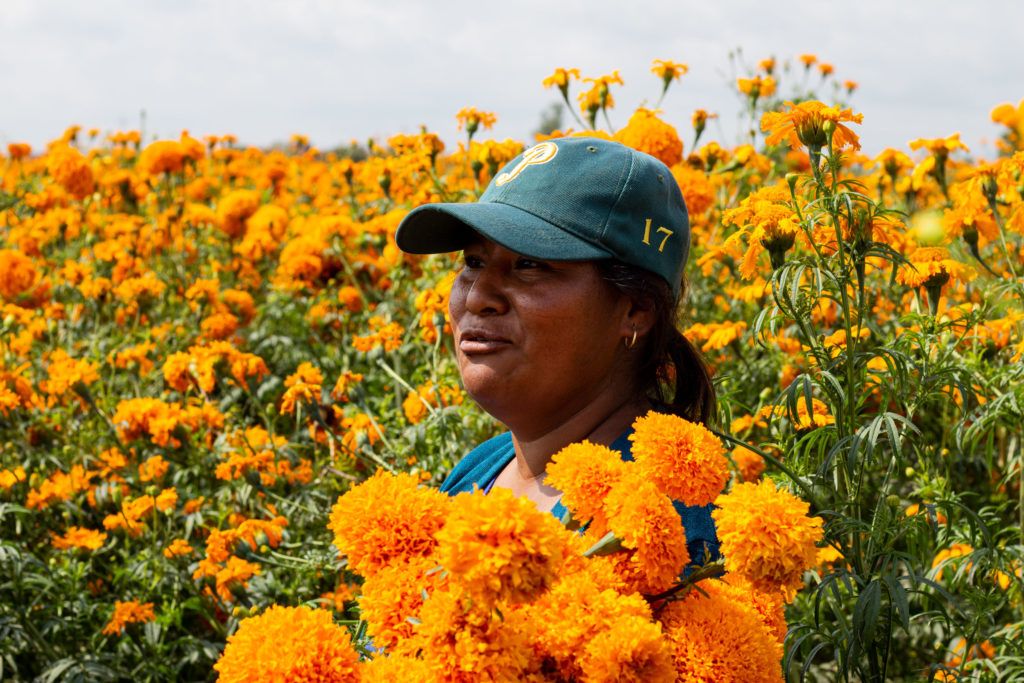 mexdesconocido's tweet image. Floridos campos cempasúchil te esperan en Puebla. Te contamos algunas cosas sobre esta flor tan típica de la temporada. buff.ly/2WvwSn0