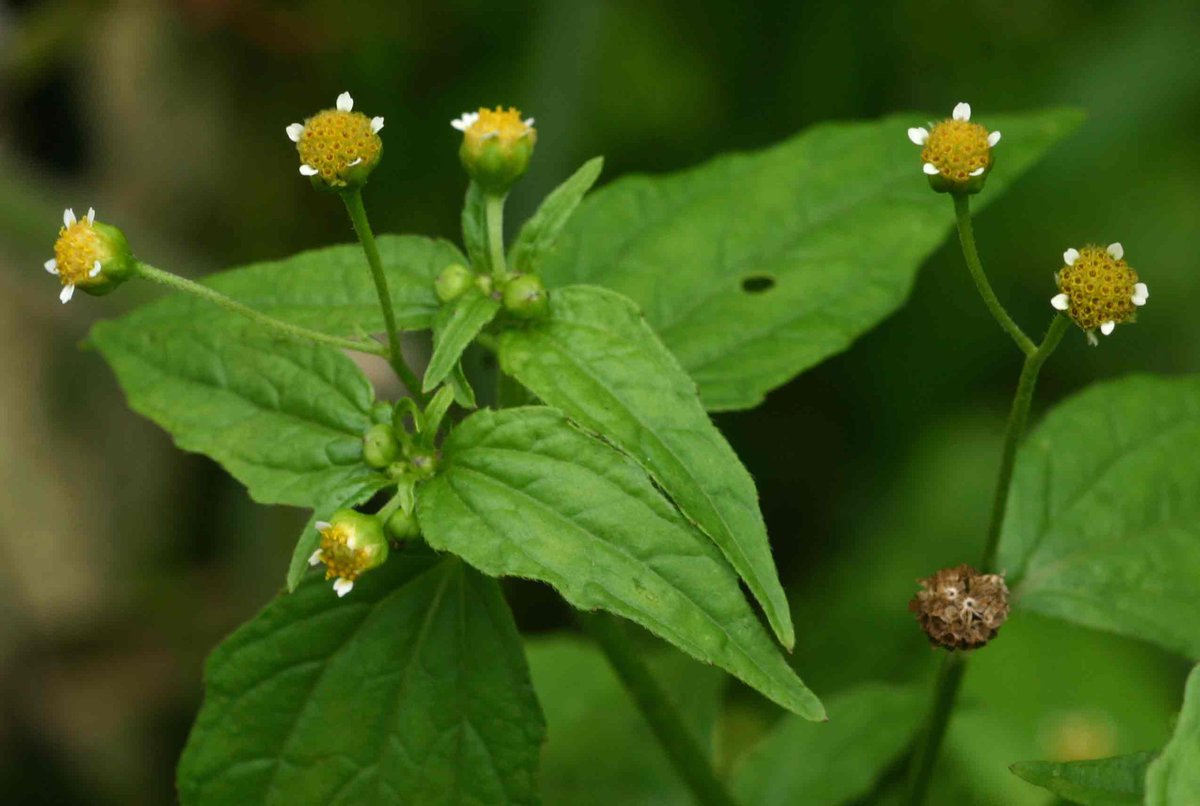 DeepakKGhosh1's tweet photo. Presenting ERC Flora Digest! 
Family Compositae; Flora Galinsoga parviflora.A flora of Darjeeling himalayas and foothills

For details; reach us at info@ercg.in

#savetheplanet  #flora #biodiversity #digest  #ercfoundation #ercgroup
https://t.co/RxQriyzYHl; https://t.co/FOpct52ZHw