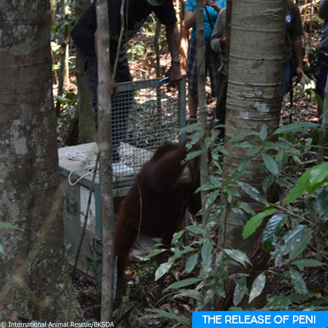 IAR_updates's tweet photo. These photos show just a glimpse of Peni’s story with a happy ending. Now isn’t that worth fighting for? Please help us give hope to this fragile species by donating what you can now.
https://t.co/YESzWRITiY
#gd4a https://t.co/YsDK3ol7bK