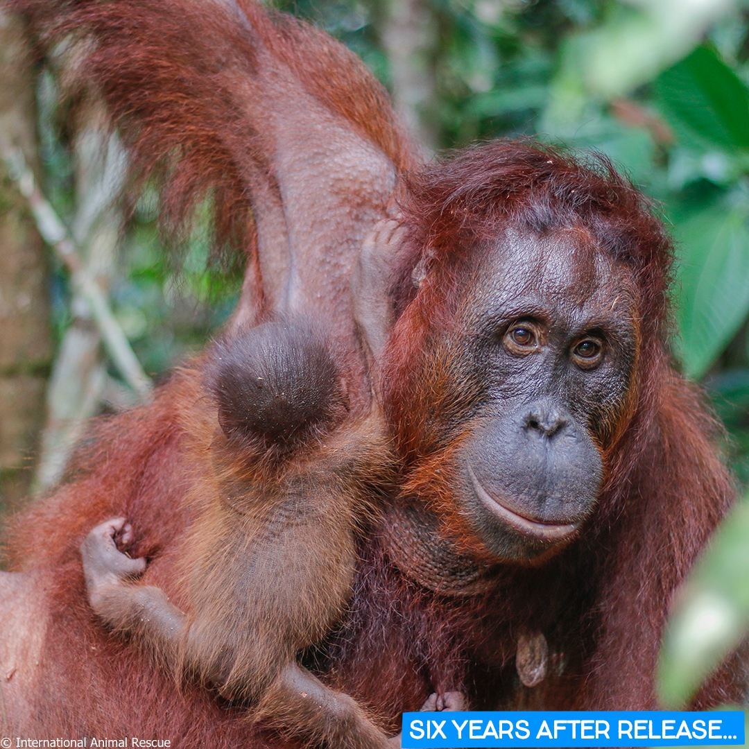 IAR_updates's tweet photo. These photos show just a glimpse of Peni’s story with a happy ending. Now isn’t that worth fighting for? Please help us give hope to this fragile species by donating what you can now.
https://t.co/YESzWRITiY
#gd4a https://t.co/YsDK3ol7bK
