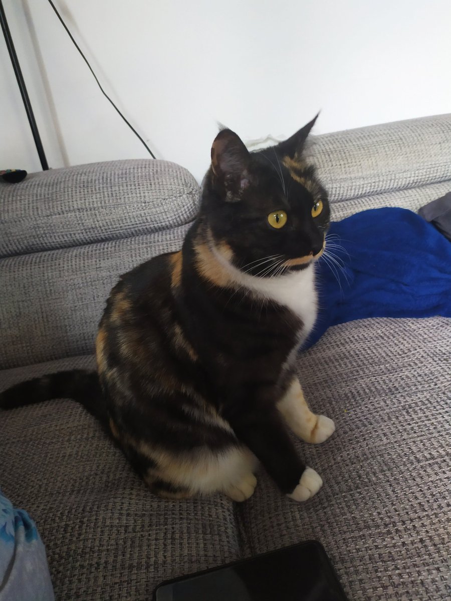 AcidPaine8's tweet photo. @Omegasama_art This is Raku, my cray cray fluffball https://t.co/MjdePhayFB