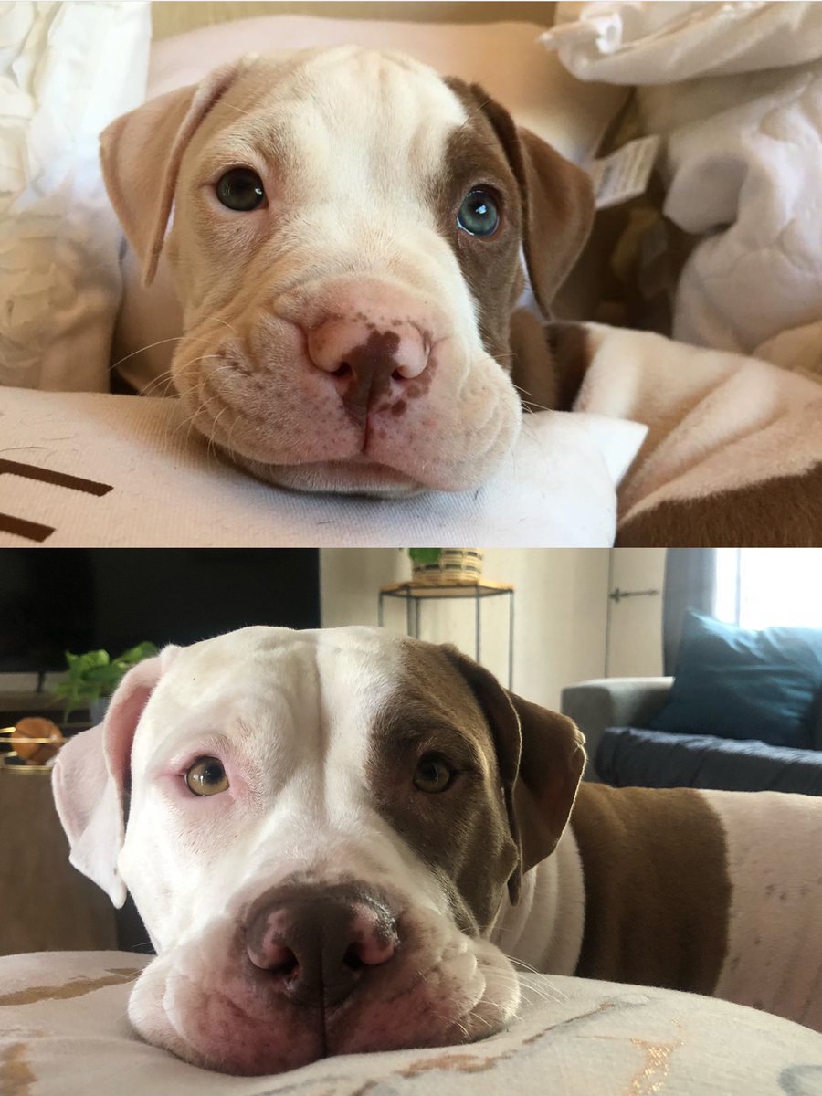 JoziPits's tweet photo. How it started & How it’s going 🐾🐶
- Tessa
#dogsoftwitter #zshq @ZombieSquadHQ #pitbull #pitbullsoftwitter #howitstartedandhowitsgoing #thenandnow https://t.co/vXVj6ZWCAK