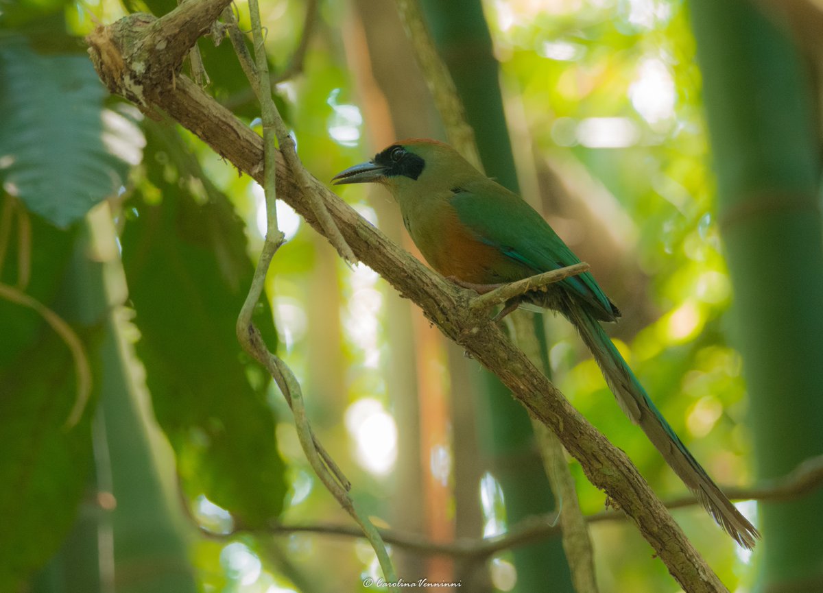 awasiexperience's tweet photo. THE WILDLIFE OF IGUAZU - Photos by Awasi Iguazu guide, Caro Venninni, taken at the Güira Oga wildlife sanctuary, just ten minutes from our lodge #TheAwasiExperience #Iguazu #Argentina @RelaisChateaux #relaischateaux #birdsofargentina #nativefauna #wildlifetravel #Sustainability https://t.co/iwHvMz0ioI
