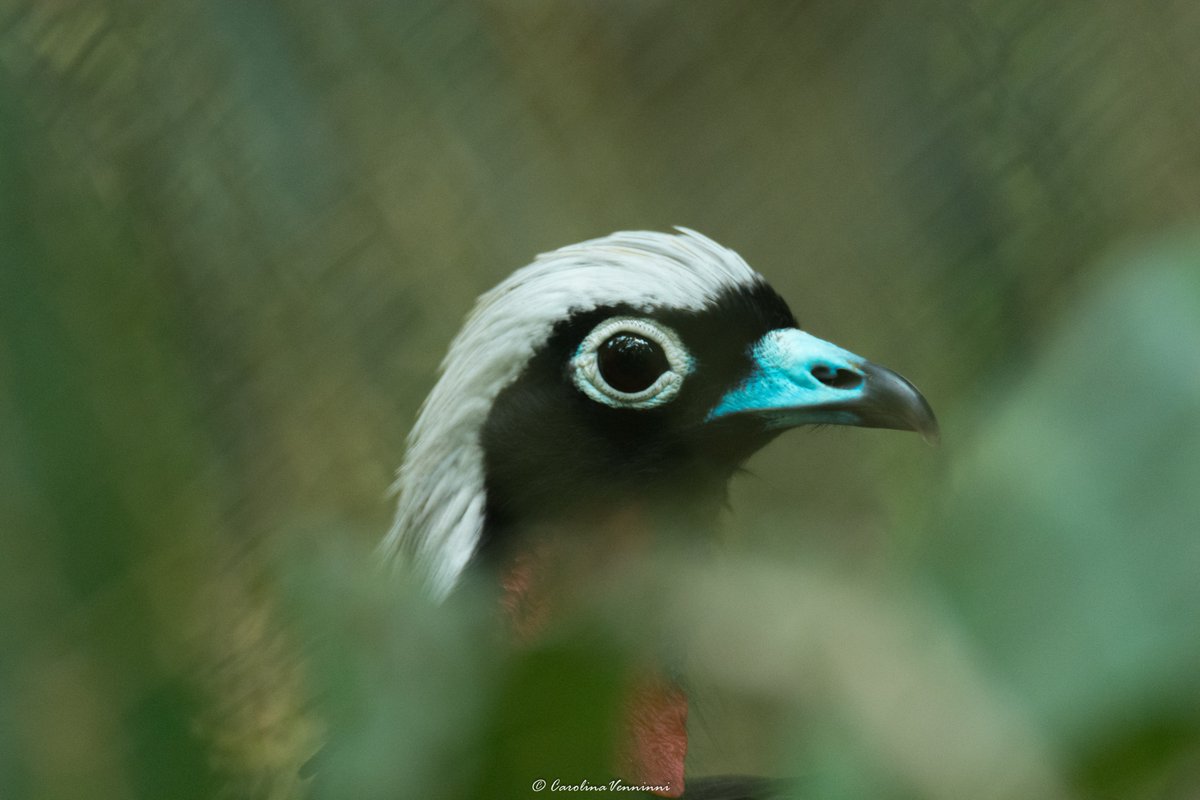 awasiexperience's tweet photo. THE WILDLIFE OF IGUAZU - Photos by Awasi Iguazu guide, Caro Venninni, taken at the Güira Oga wildlife sanctuary, just ten minutes from our lodge #TheAwasiExperience #Iguazu #Argentina @RelaisChateaux #relaischateaux #birdsofargentina #nativefauna #wildlifetravel #Sustainability https://t.co/iwHvMz0ioI