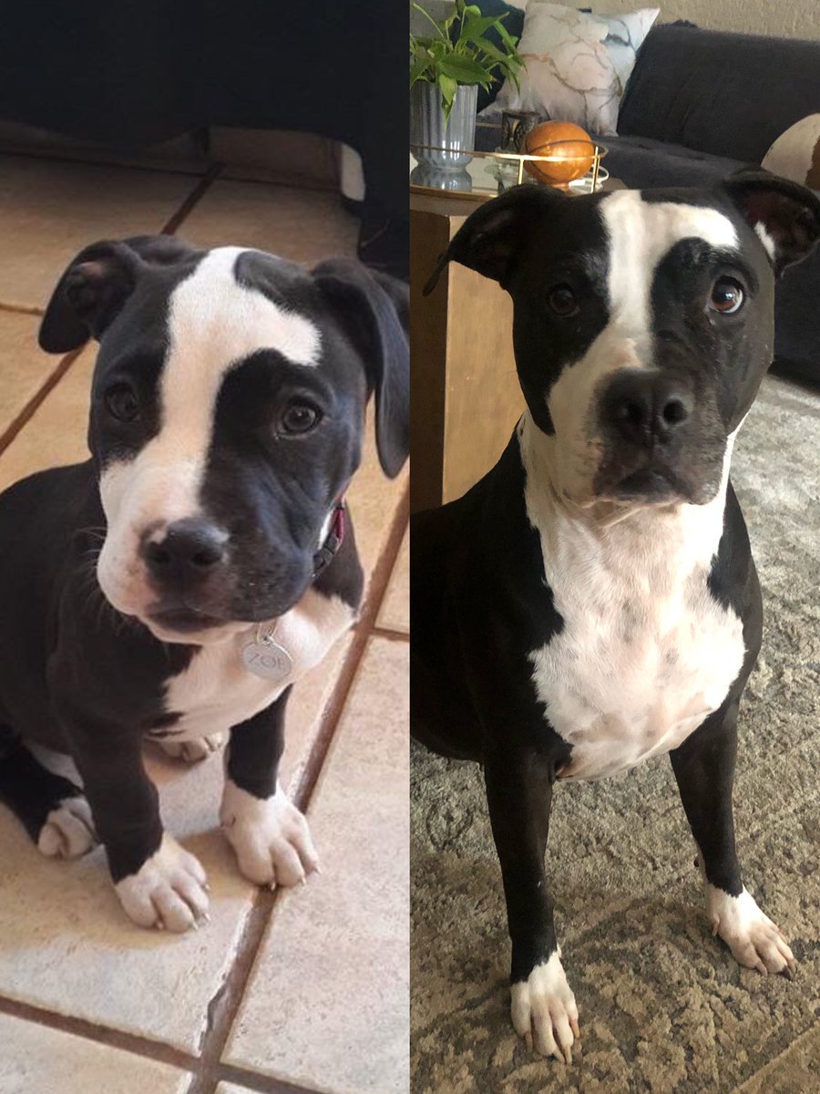 JoziPits's tweet photo. How it started & How it’s going 🐾🐶
- Zoë
#dogsoftwitter #zshq @ZombieSquadHQ #pitbull #pitbullsoftwitter #howitstartedandhowitsgoing #thenandnow https://t.co/MZunldRPVw
