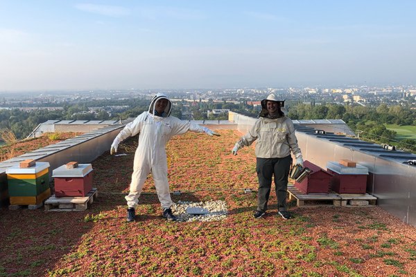 Waggle dance: this is how we are promoting biodiversity dlvr.it/RjVdtC