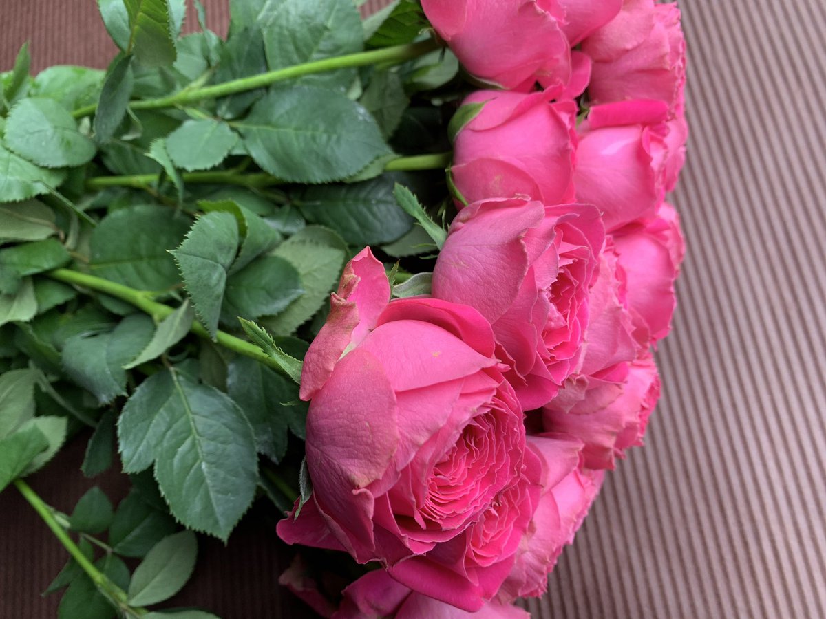 石田花店 バラ ポムグラニット です 巻の多い濃いめのピンクで英語で柘榴 ざくろ という意味です バラ ピンク 花言葉 しとやか 上品 感銘 石田花店 Tel 072 675 0338 高槻 高槻市 たかつきdays 高槻花屋 高槻市花屋 北摂花屋 高槻市営