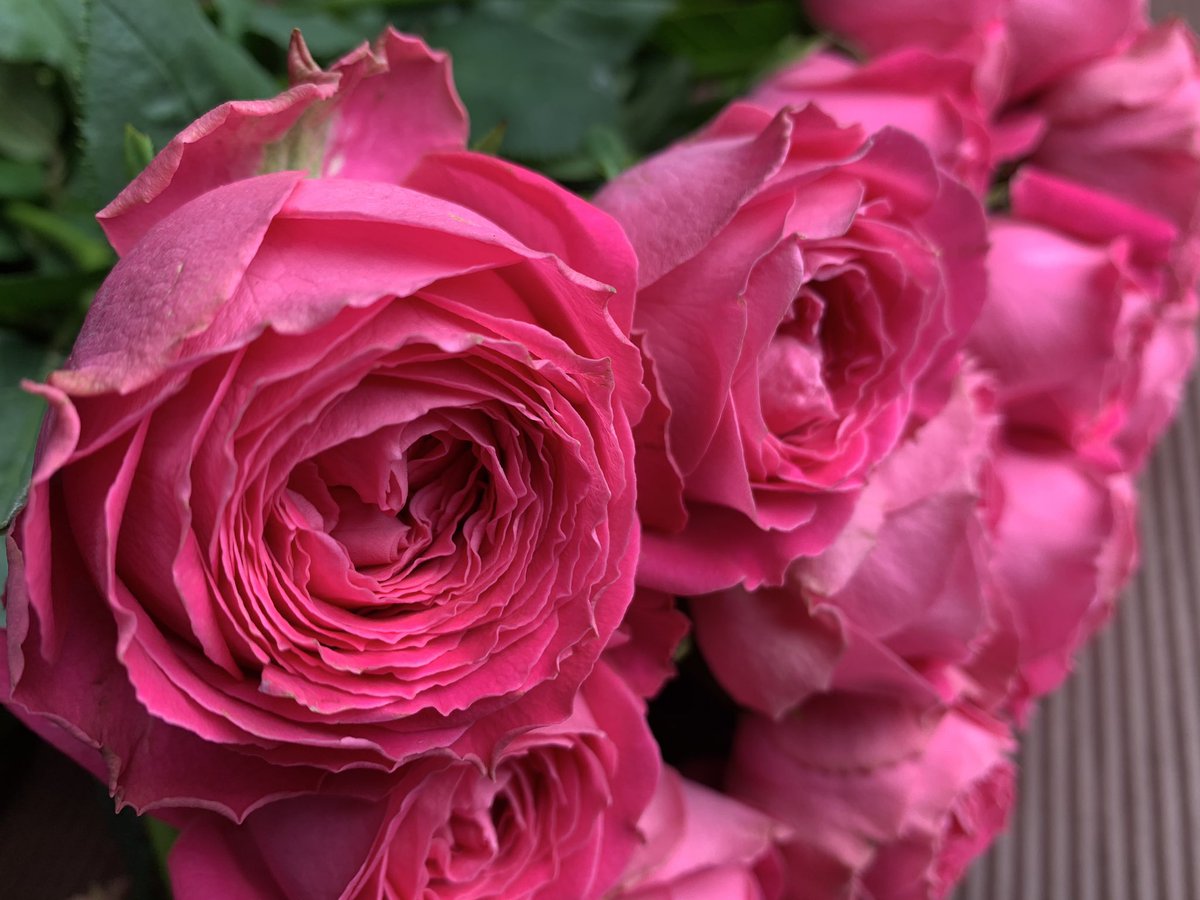 石田花店 バラ ポムグラニット です 巻の多い濃いめのピンクで英語で柘榴 ざくろ という意味です バラ ピンク 花言葉 しとやか 上品 感銘 石田花店 Tel 072 675 0338 高槻 高槻市 たかつきdays 高槻花屋 高槻市花屋 北摂花屋 高槻市営