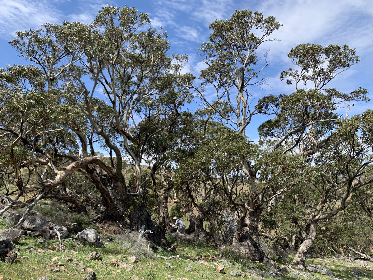 StephenJForbes's tweet photo. Yesterday’s visit to South Australia’s only native #Eucalyptus bicostata - astonishingly beautiful relict population with 4000 y.o. individuals nr Mt Bryan (932m)  - see @DeanNicolle1 ‘s outstanding Eucalypts of South Australia https://t.co/Tm2LXCzjKu pp 160-161 https://t.co/i6Ao6v1Qku