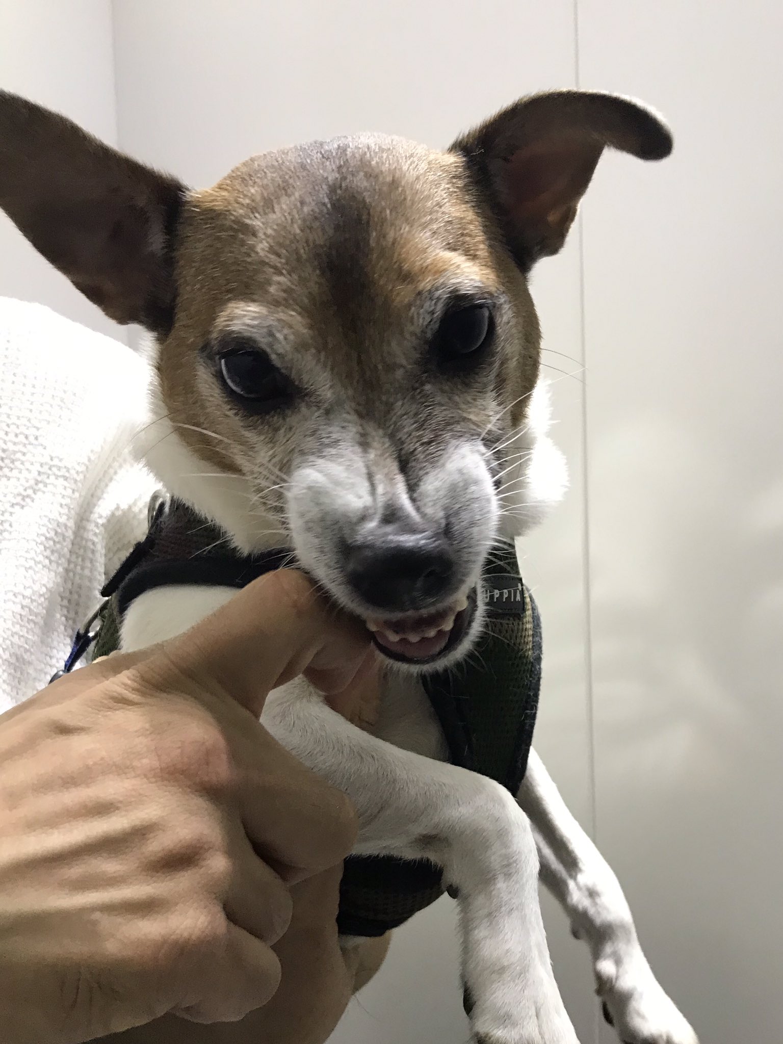 Crea Clean 片づけダイエットコーチ 怒ってる 怒った顔も可愛い ジャックラッセルテリア Jrt 犬好き T Co Ff60ryqhzn Twitter