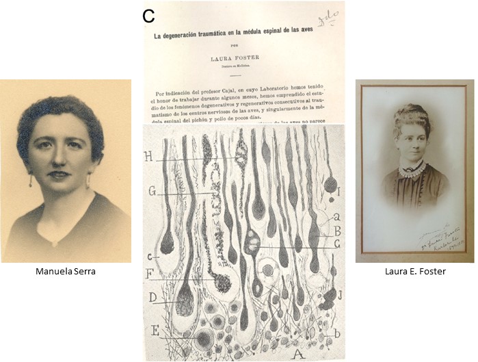 CNCajal_CSIC's tweet photo. 1921: #ManuelaSerra, an outstanding worker at #Cajal, publishes 1 of the 4 works signed by women in the @InstitutoCajal magazine before 1936. In 1911 the Australian #LauraForster did it; in 1935 and 1936 the Russian #SJMatewjewa. @FGCSIC @CSICdivulga #CentenarioInstitutoCajal https://t.co/5PQGcYE58T