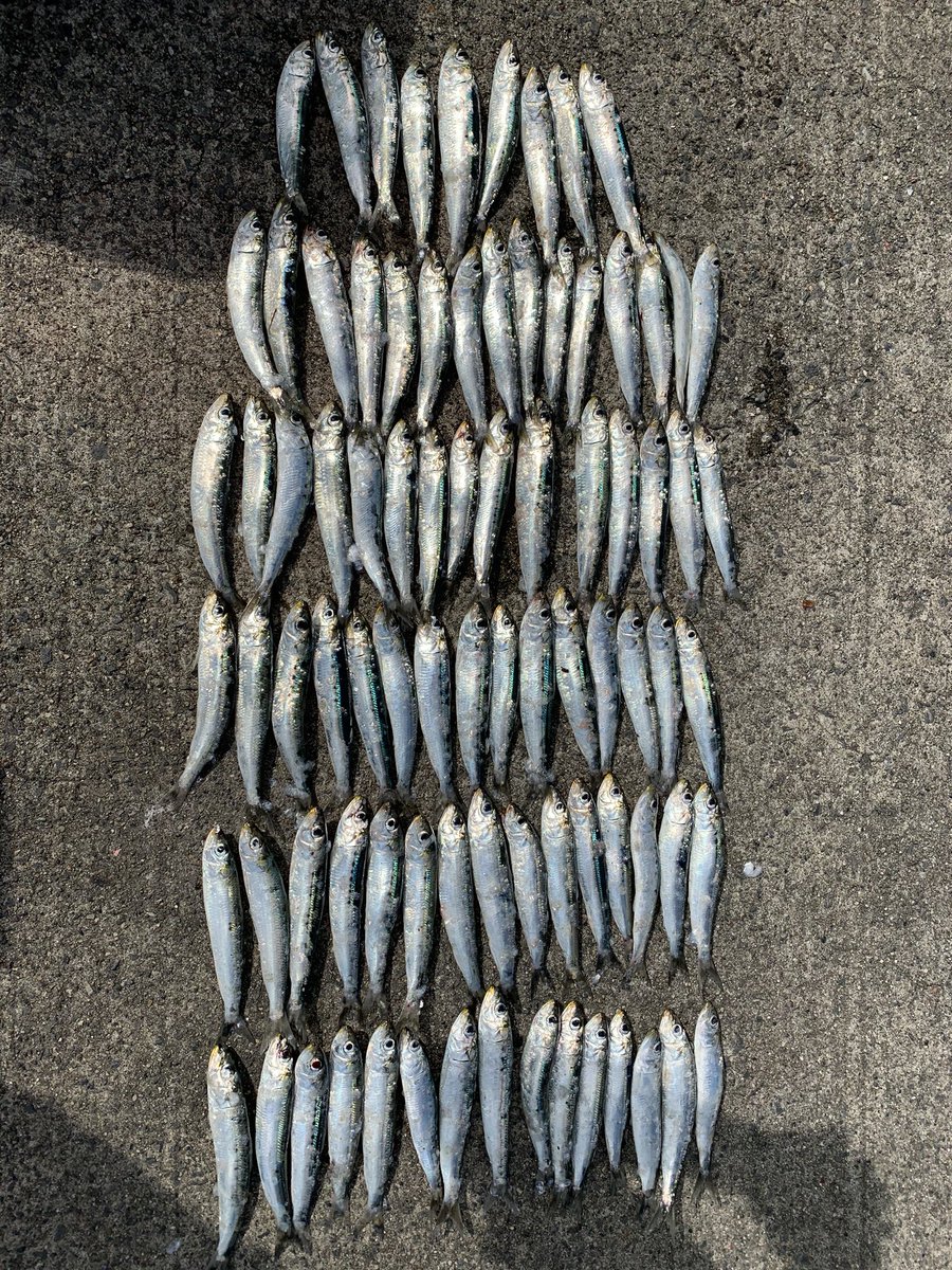 Kaomi おとんと小名浜釣りの旅 2日間でサイズは小さいけど イワシ97匹 アジ34匹 メバル7匹 今夜は魚パーティー はらくっち というか食い切れない 捌き地獄