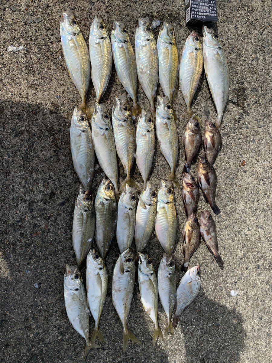 Kaomi おとんと小名浜釣りの旅 2日間でサイズは小さいけど イワシ97匹 アジ34匹 メバル7匹 今夜は魚パーティー はらくっち というか食い切れない 捌き地獄