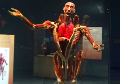 The first exhibition of fully plastified bodies was done in Japan in 1995. I guess it was a success because Von Hagens decided to develop the Body Worlds exhibition, which showcased these bodies in life like poses, some partially dissected to show systems of human anatomy