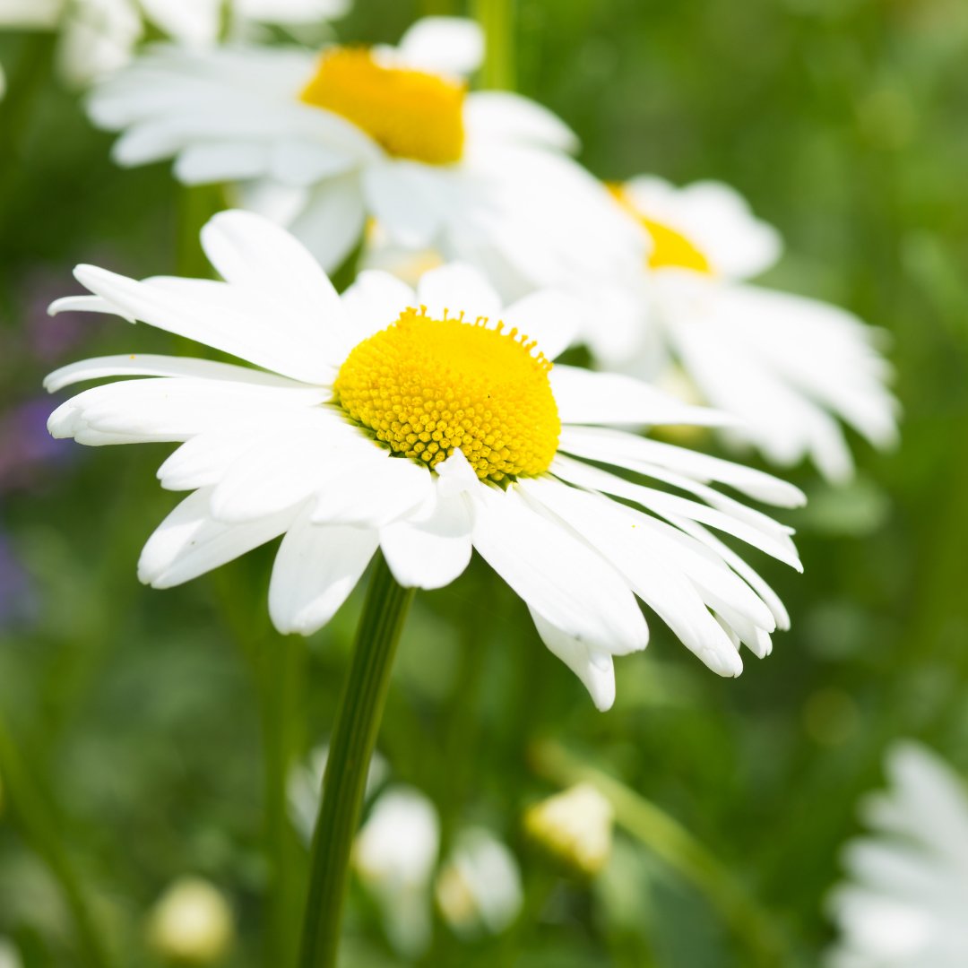 NaturalEngland's tweet image. Now is the best time of year to create a wildflower meadow for bees in your garden.

🏡Mow the lawn
🖐️Press wildflower seeds in to patches of bare ground
⌛️Wait and watch nature create a wildflower meadow

Will you help #savebees ? plantlife.org.uk/uk/discover-wi…