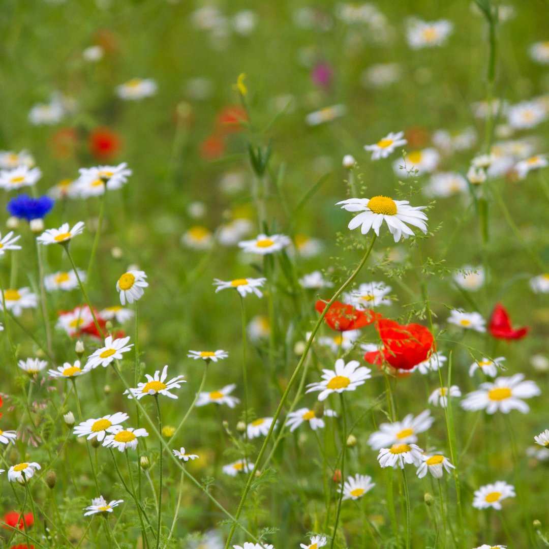 NaturalEngland's tweet image. Now is the best time of year to create a wildflower meadow for bees in your garden.

🏡Mow the lawn
🖐️Press wildflower seeds in to patches of bare ground
⌛️Wait and watch nature create a wildflower meadow

Will you help #savebees ? plantlife.org.uk/uk/discover-wi…