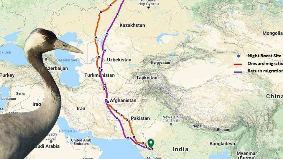 A radio-tagged Common Crane bird’s journey from Gujarat to Northern Kazakhstan and back tracked