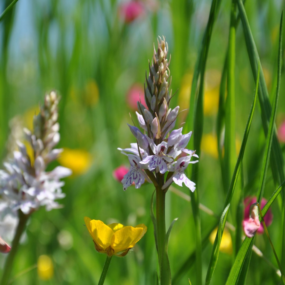 NaturalEngland's tweet image. Now is the best time of year to create a wildflower meadow for bees in your garden.

🏡Mow the lawn
🖐️Press wildflower seeds in to patches of bare ground
⌛️Wait and watch nature create a wildflower meadow

Will you help #savebees ? plantlife.org.uk/uk/discover-wi…