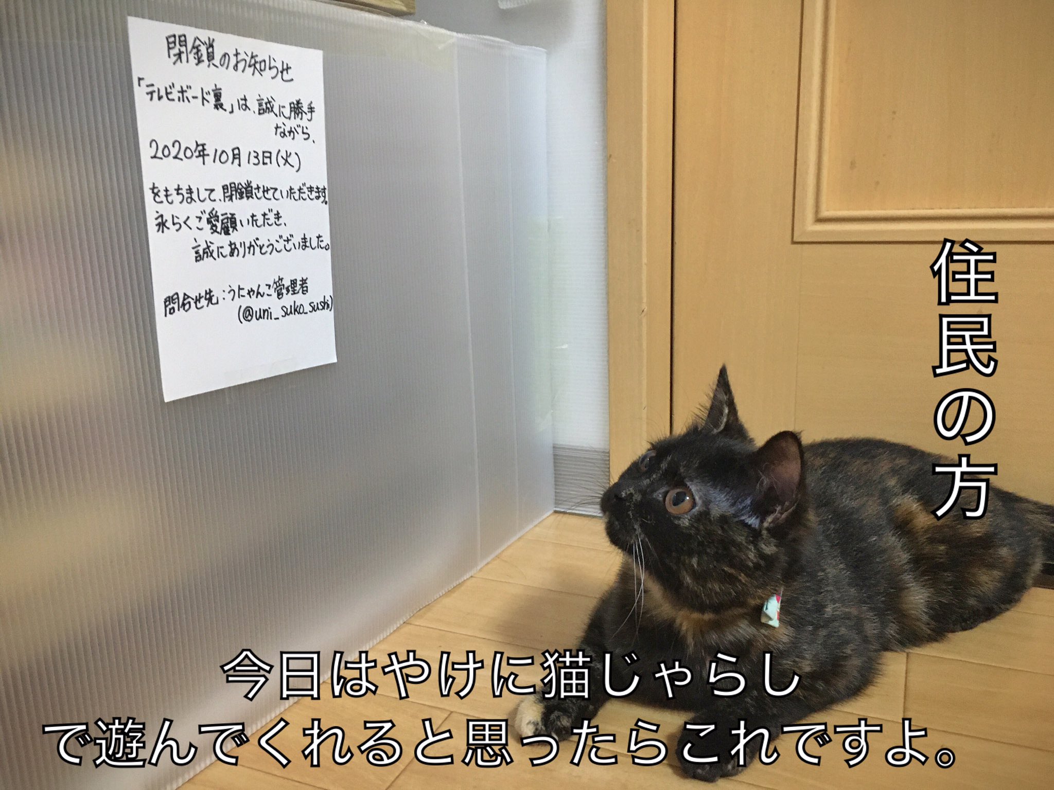 おもしろ速報 テレビ裏が閉鎖に 住民の声 猫1匹じゃどうしようもない 年10月19日 Biglobeニュース