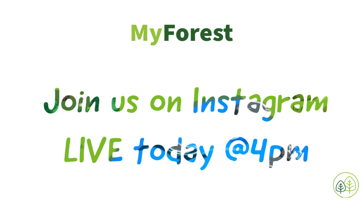 MyForestEarth's tweet image. We go live today on Instagram!

We welcome all and any questions so please join us, and don't be shy to hello. See you there @ 4pm 👋 

Follow us on Insta @MyForestEarth 
External link: bit.ly/2GSYTSf 
#Tuesday #VirtualForest #MyForest