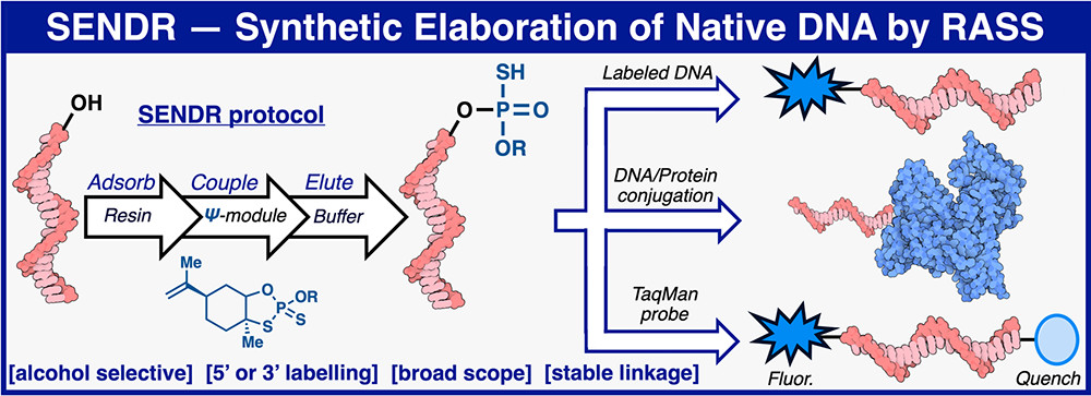 ACSCentSci's tweet photo. NEW #ASAP! Phil Baran @BaranLabReads, Philip Dawson &amp; co-workers @scrippsresearch present the development of synthetic elaboration of native DNA by reversible adsorption of solid support (SENDR) &amp;  demonstrate its utility: https://t.co/PA1hEkB9IG https://t.co/4ELG50uBQ1