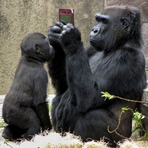 Star T 和希 6 Renyワンマン 火曜日のすたーと 写真でひとこと 動物編 4枚の写真の内1枚を選んで言ってそうなひとことを投稿せよ 僕にもドンキーコングやらせてよぉ