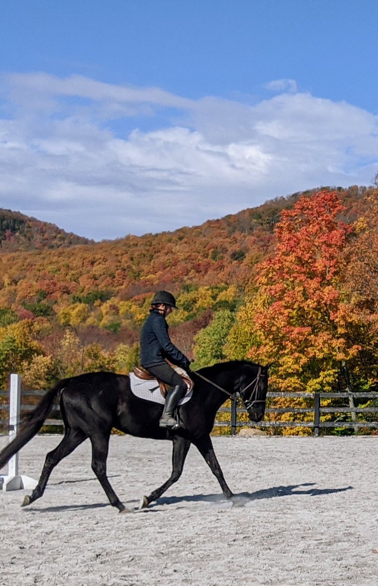 heddhorse's tweet photo. @uberhorsey @rickschosberg @EquineInfoEx @ThoroInsider @HRIRacing 3yrold Thriving as we wait for the NY racing to get back to normal. Fast, athletic, brave. She'll be an amazing 3 day eventer if she never makes it to the track.#supportyourhorse https://t.co/Kv2muvqe80