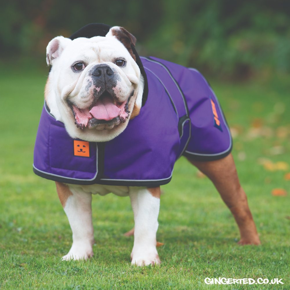 ginger ted dachshund coat