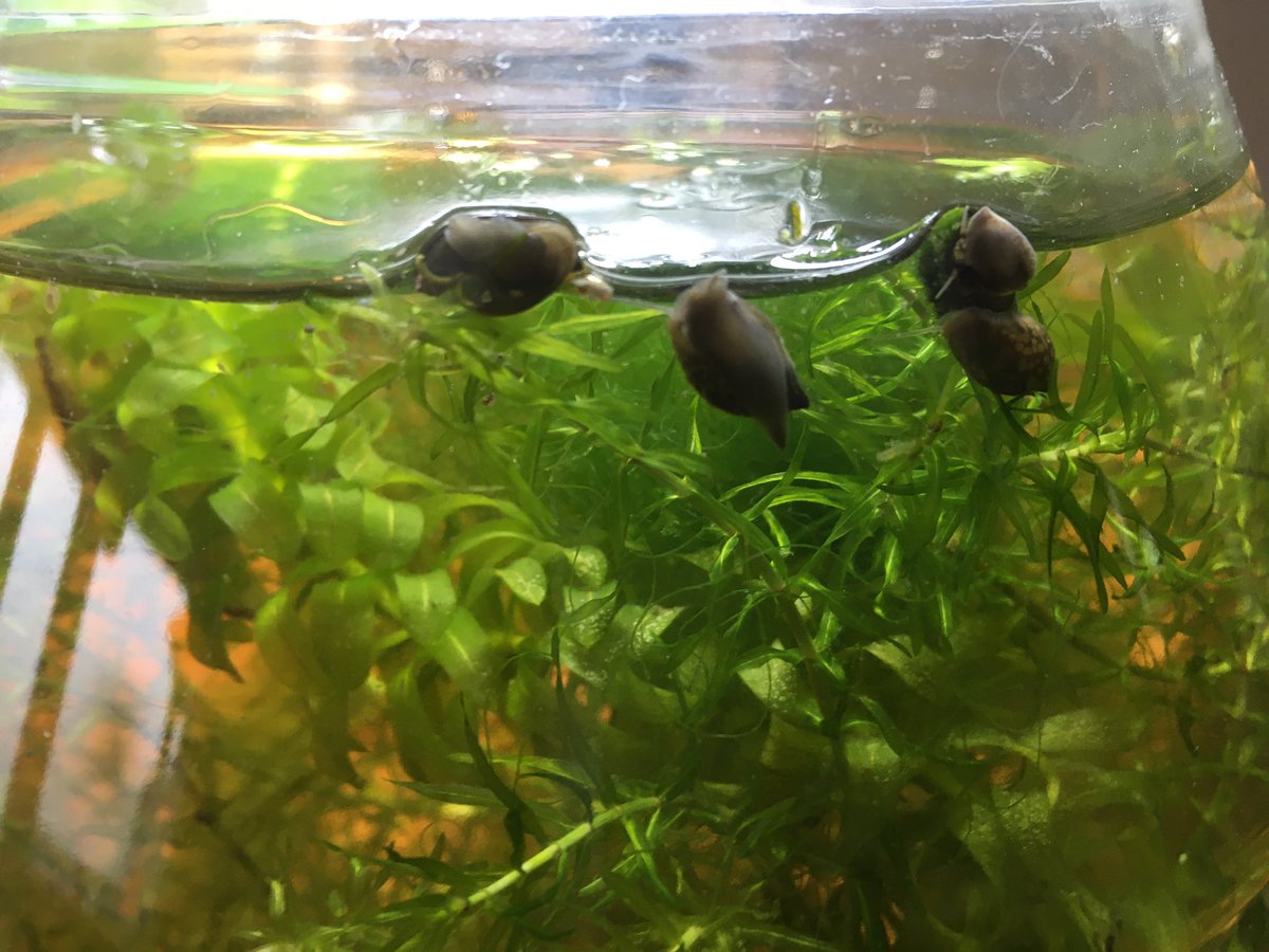 Teppei Katori 香取哲平 A Twitter 池の生き物に詳しい人に質問です 水槽 を室内に入れたらどうしていろんな生き物が表面に出てきたんでしょう 酸素が足りない 全員victoria Parkの沼出身です