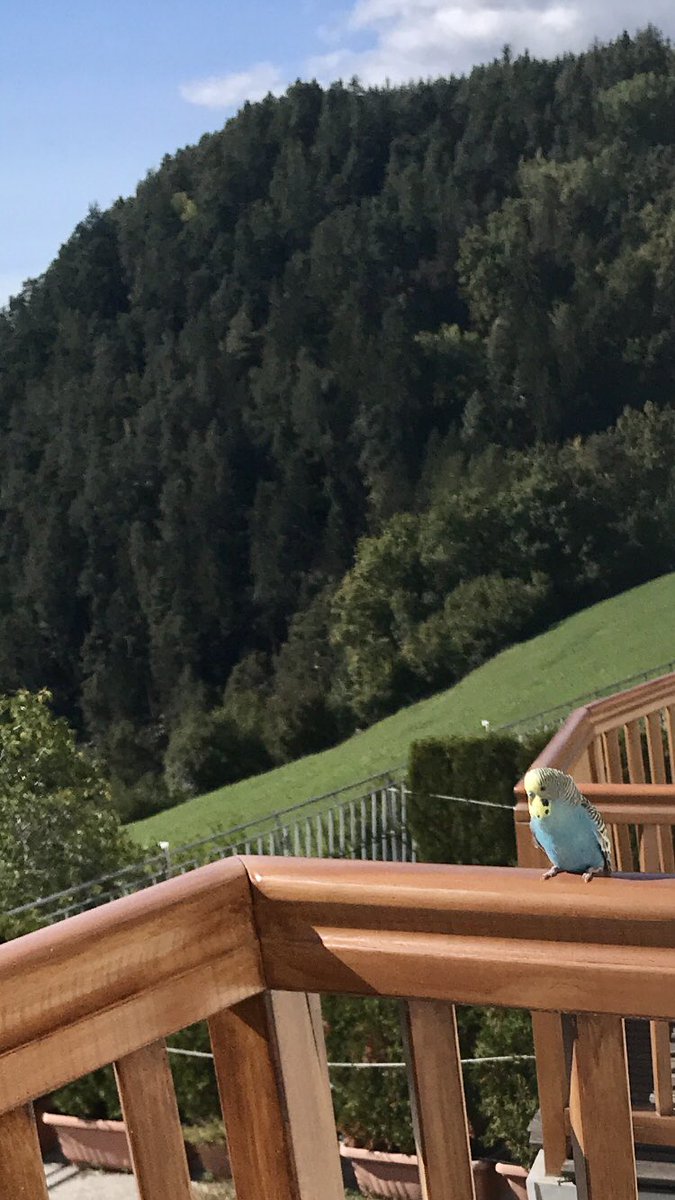 GeneralAIex's tweet image. I just got a visitor on my Balcony, he was hungry so I bought him some food. Will try to find his owner. He doesn’t seem scared, he went on my shoulders and let me pet him.