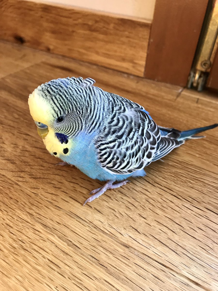 GeneralAIex's tweet image. I just got a visitor on my Balcony, he was hungry so I bought him some food. Will try to find his owner. He doesn’t seem scared, he went on my shoulders and let me pet him.