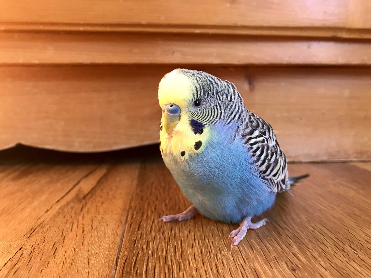 GeneralAIex's tweet image. I just got a visitor on my Balcony, he was hungry so I bought him some food. Will try to find his owner. He doesn’t seem scared, he went on my shoulders and let me pet him.