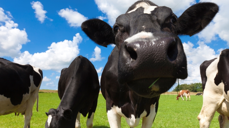 #vacature <a href="/Qlip_BV/">Qlip - Quality Assurance in Dairy</a>: Beoordelaar melkveebedrijven (0,8-1,0 fte) bij Qlip, regio Gorinchem #melkveehouderij #zuivel #audits. Zie agriholland.nl/vacaturebank/v…