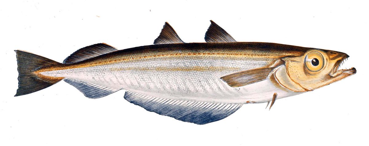 みなせ 今年はカミツキガメ取りに行けない 続きまして白身魚 白身魚という名称はいいですね どんな魚も使えます これはホキという魚が使われています タラ目の魚で 豪州などで取れます マックのフィレオフィッシュや ほっともっとの魚フライに使 みなせ 今年はカミツキガメ取りに行けない 続きまして白身魚 白身魚という名称はいいですね どんな魚も使えます これはホキという魚が使われています タラ目の魚で 豪州などで取れます マックのフィレオフィッシュや ほっともっとの魚フライに使
