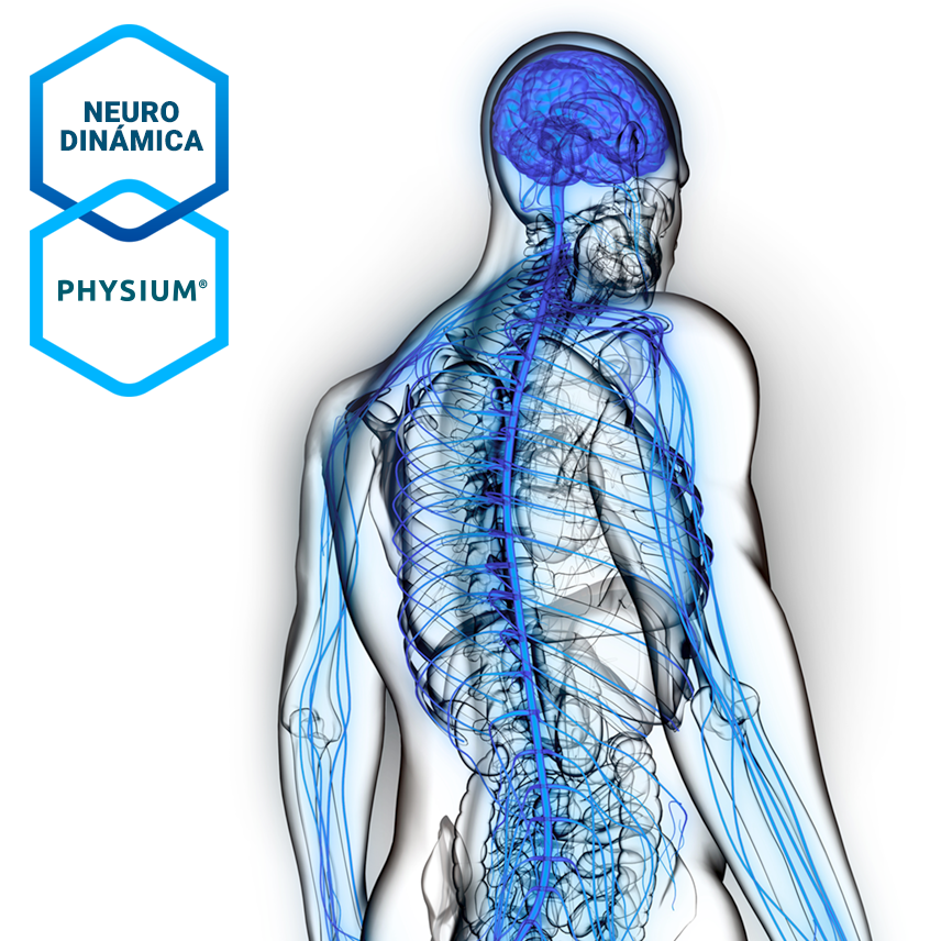 Physium's tweet photo. El estiramiento pasivo del nervio, simultaneo a la descompresión muscular con PHYSIUM, genera una liberación de las interfaces de deslizamiento del nervio, resultando en una mejora inmediata de la neurodinámica.
#physium #physiumsport #fisioterapia #physicaltherapy #fascia https://t.co/20WRWMpvyG