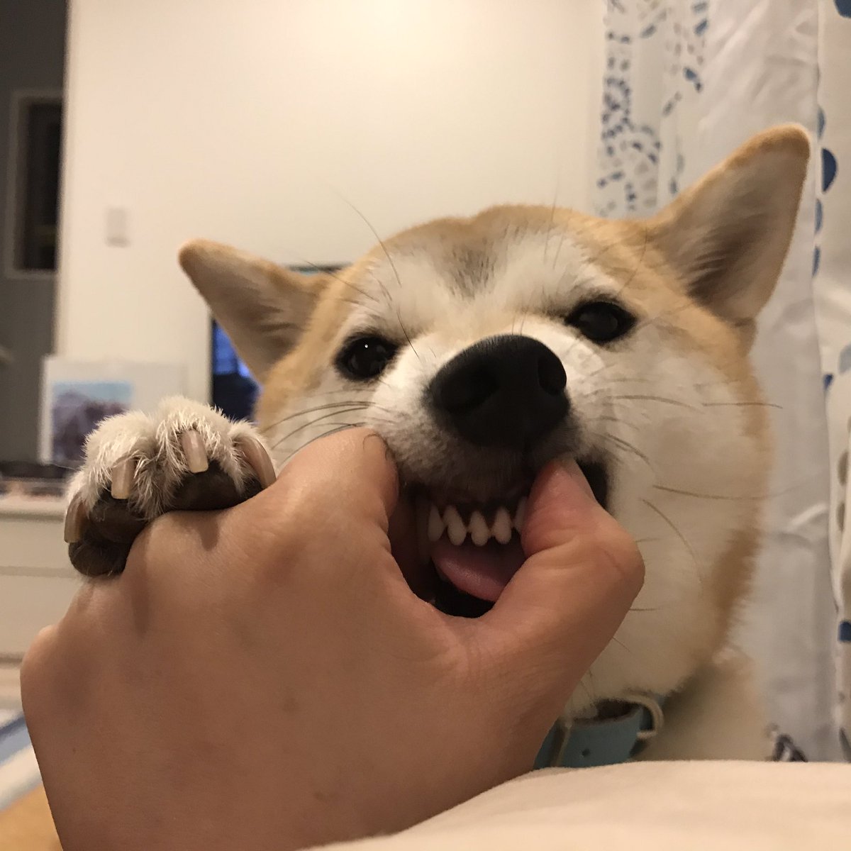 Uzivatel おちゃまる Na Twitteru 犬の歯を剥く遊び