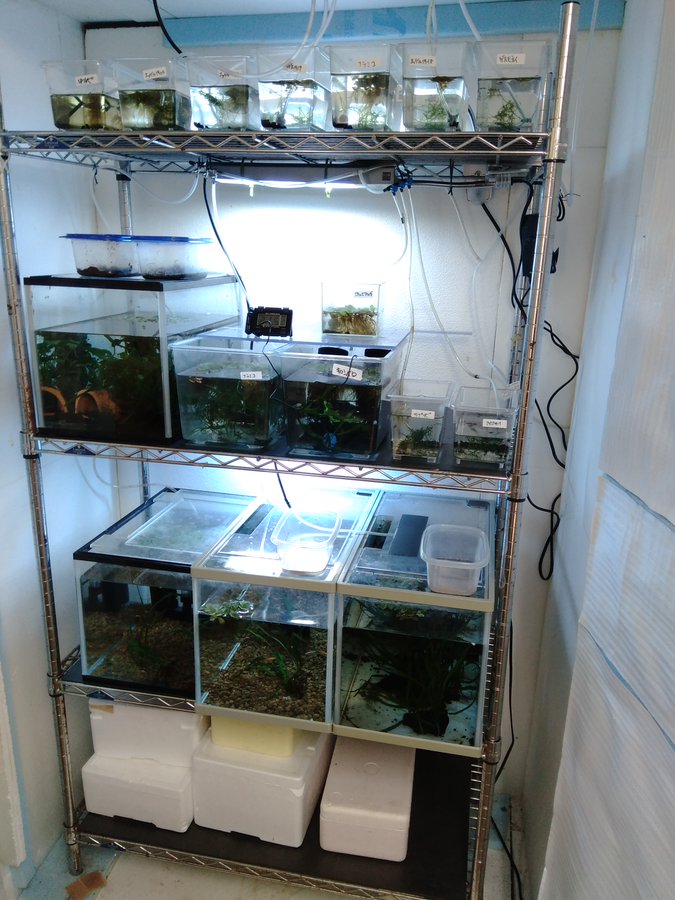 簡易温室のススメ 作り方 週末はメダカ祭りだぜ