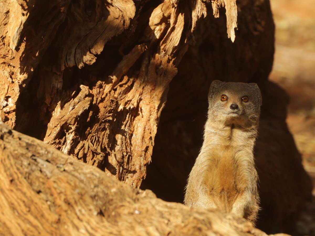 Today, Tuesday 13 October 2020, on Facebook at 18h00 CAT, <a href="/WendZ_222/">Wendy Panaino</a> will be talking all things KEEP - that’s the groundbreaking, multidisciplinary Kalahari Endangered Ecosystem Project on Tswalu.