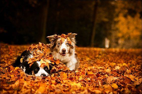 GiveThanksFirst's tweet photo. ❤️🍃🍂🍁🐶😊

#fall #leaves #autumn #doggie #thankful https://t.co/brvdqB1etS