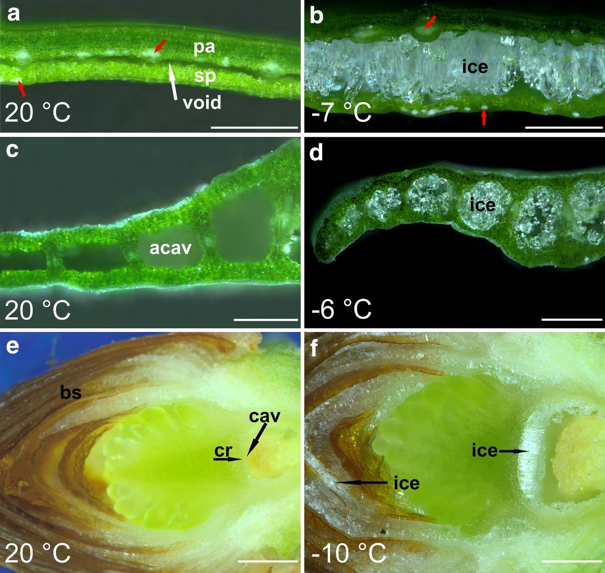 sci_plant's tweet photo. Ice accommodation in plant tissues pinpointed by cryo-microscopy in reflected-polarised-light
https://t.co/eGgd59VTtv
#plantsci #cryomicroscopy #plantmethod ♻️ https://t.co/X4vVoiceMI