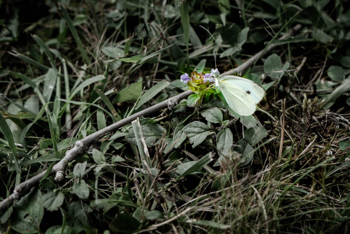 Moth.  
#photography  #moth  #macrophotography  #macro  #sonyphotography  #sonyalphaphotography  #sonyalpha  #sonya7riv  #sonya7r4  #alpha  #lewisberry  #lewisberrypa  #pennsylvania  #lewisberrypennsylvania