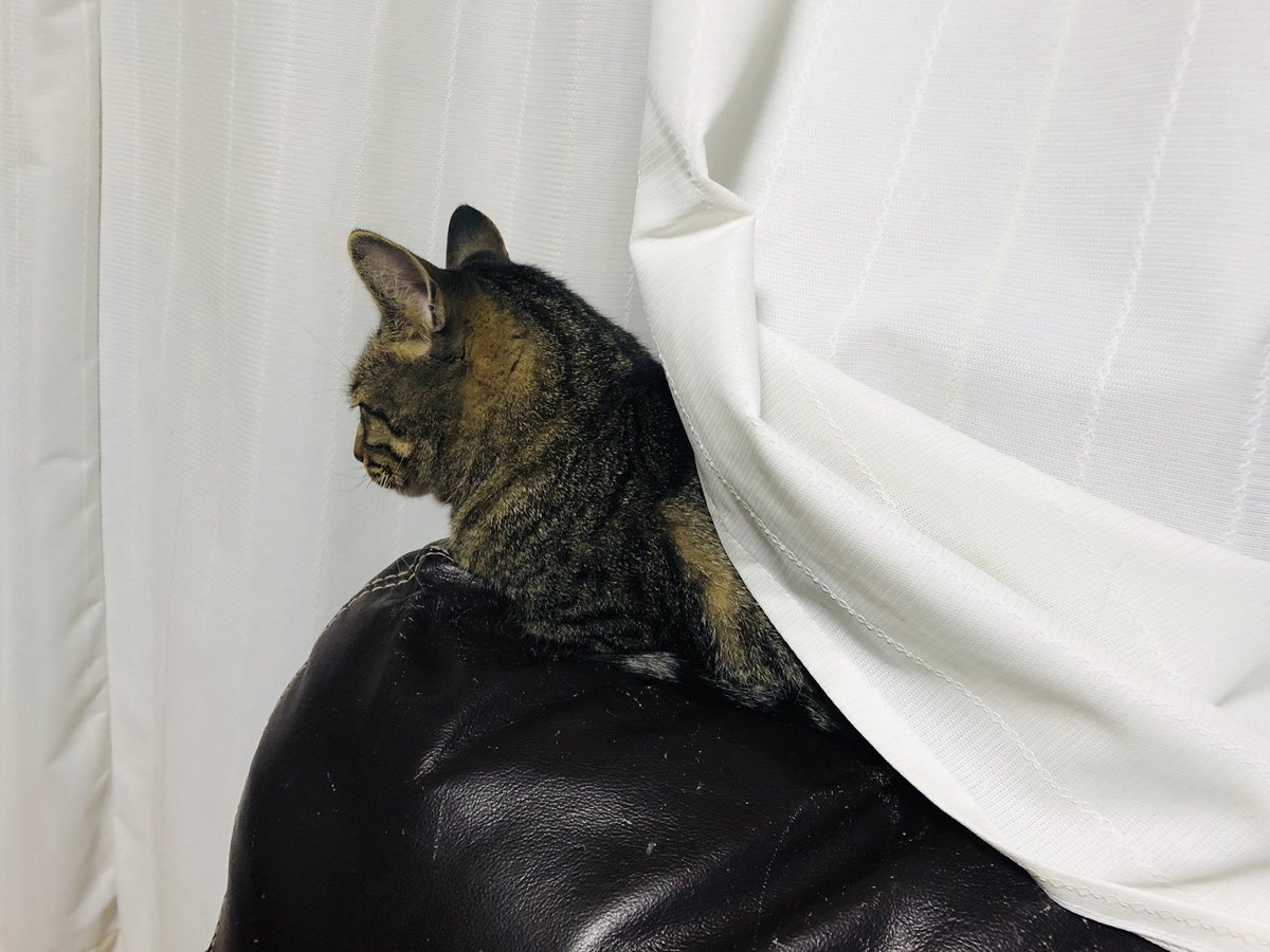 Mamenobi0703 M マメお兄ちゃんが ノビのクッションで熟睡してるから ノビはソファのヘリ カーテンの中で寝ることにします 気遣いのできる男です 猫 猫好き 犬 犬好き キジトラ パグ 猫好きさんと繋がりたい 犬好きさんと繋がりたい ちょっと Mamenobi0703 M マメお兄ちゃんが ノビのクッションで熟睡してるから ノビはソファのヘリ カーテンの中で寝ることにします 気遣いのできる男です 猫 猫好き 犬 犬好き キジトラ パグ 猫好きさんと繋がりたい 犬好きさんと繋がりたい ちょっと