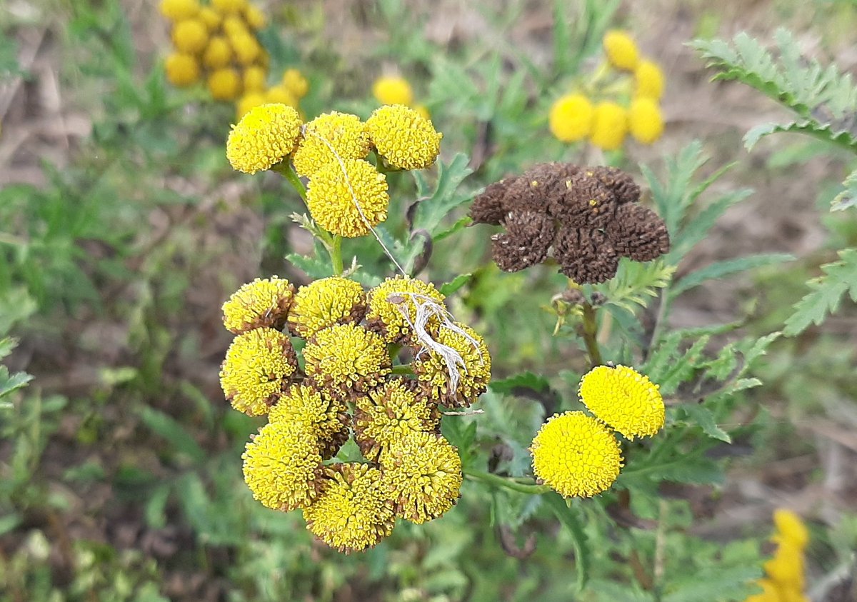 Het kán wel! Gefaseerd gemaaid bij de carpool Ochten @provgelderland. Zangvogels kunnen de hele winter zaden eten van de kruiden. Een deel bloeit nog, waar late insecten nu van profiteren. Dát is #samenvoorbiodiversiteit! Welke kansen benut jij?