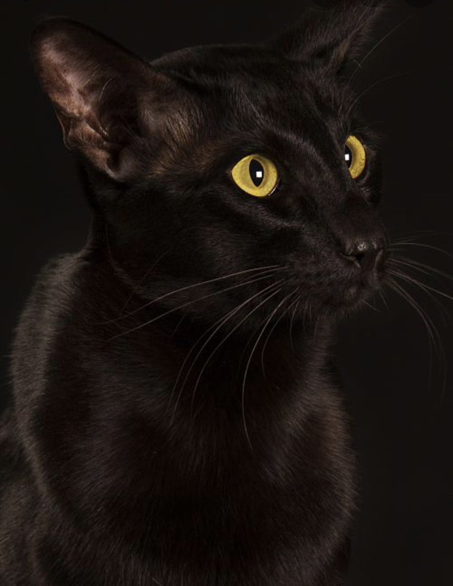 She's a black beauty❤️
...
#cat #cats #catsofinstagram #catsoftwitter #catsoftwitterandinstagram #rarebeauty #rarecats #havanabrowncat #havanabrown #havanabrowncatsofinstagram #catoftheday #catsofig #catsoftheworld #beautifulcats #havana #meow #meowstagram #meowmeow #blackcats
