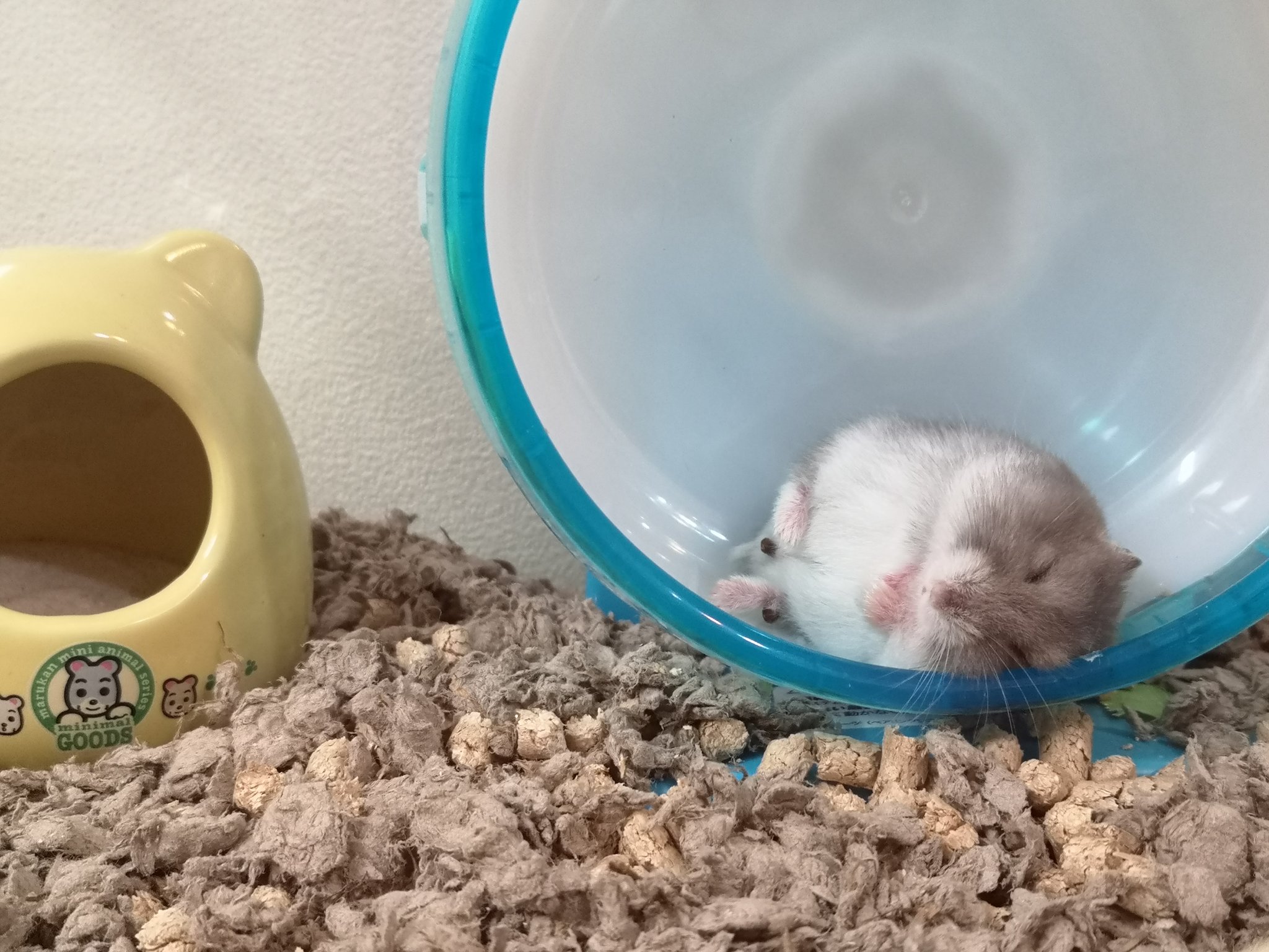 でぐたま かわいい ジャンガリアンハムスター ぽちゃ丸 T Co Ce4rkingqa Twitter でぐたま かわいい ジャンガリアンハムスター ぽちゃ丸 T Co Ce4rkingqa Twitter