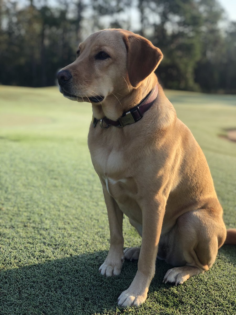 Intensely watching squirrels and waiting on the command to “get em”. <a href="/DogsOfTurf/">Dogs Of Turf</a>