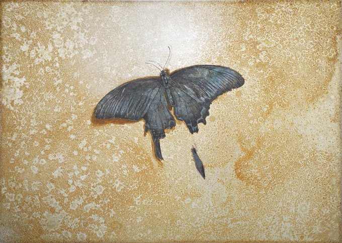「butterfly wings」のTwitter画像/イラスト(古い順)｜2ページ目