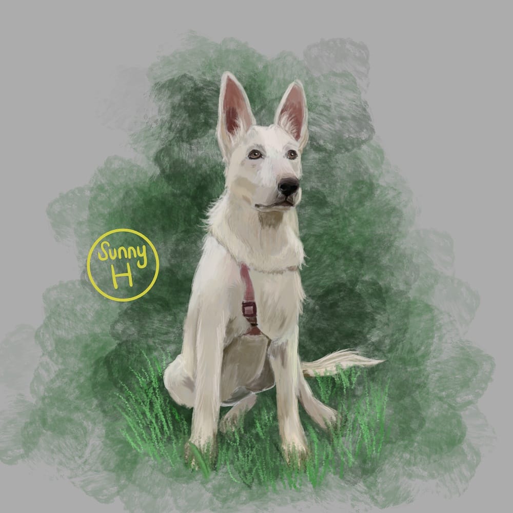 First pet commission I completed! Want one of your own?! #petcommission #painting #ArtistOnTwitter #commissionsopen #whitegermanshepherd